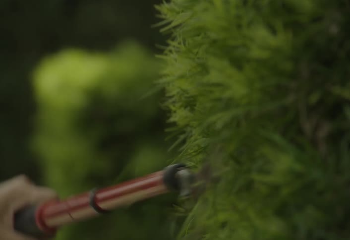 A person uses gardening sheets to trim the face of a shrub