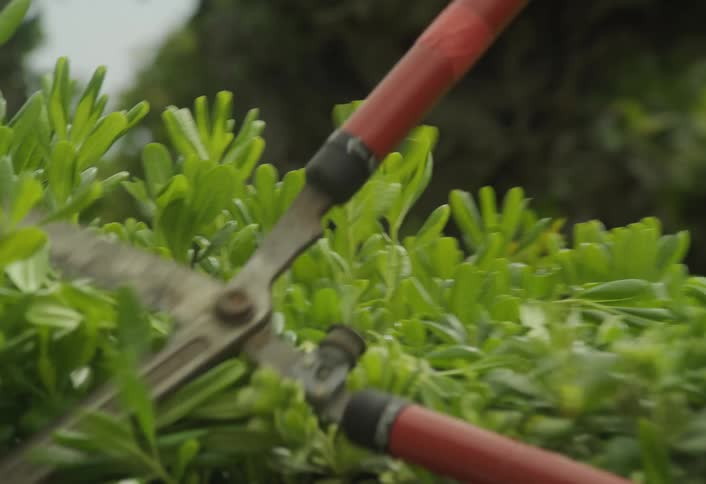 A closeup view shows the silver blades of longhandled hedge shears repeatedly cutting and trimming the dense dark green foliage of a shrub against an overcast sky