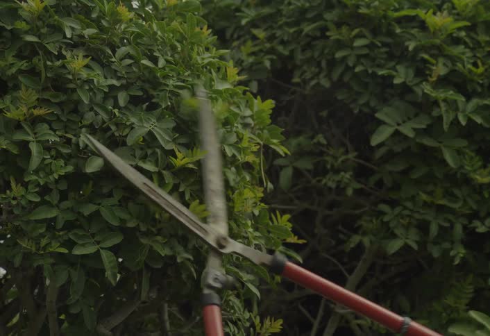 Pruning shears perform cut on dense green shrub