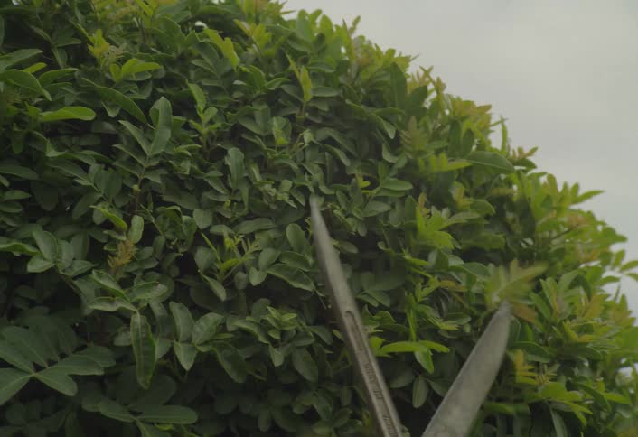 A pair of longhandled hedge shears cuts and prunes the top and side of a dense leafy green hedge showing the upclose action of yard maintenance against a bright sky