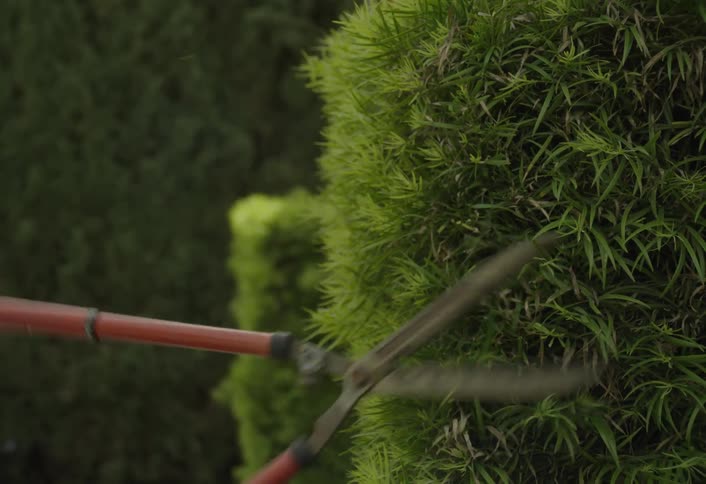 A set of gardening sheers with long handles is used to trim a shrub