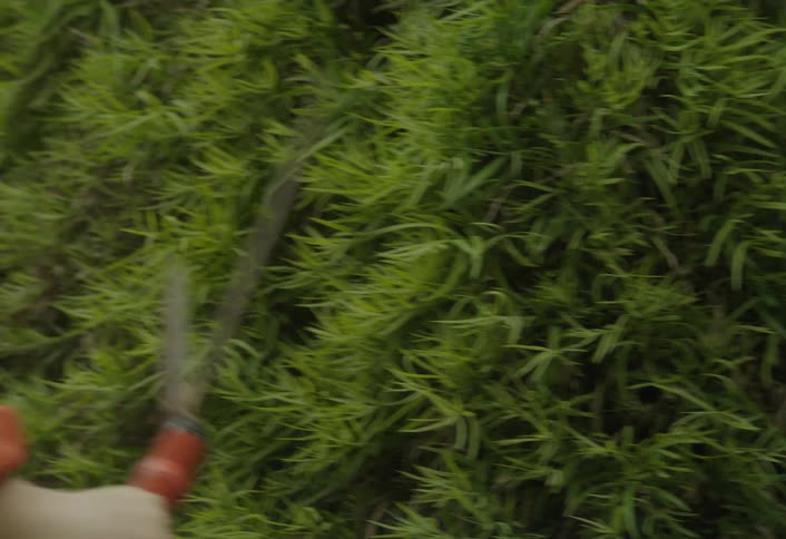 Child using gardening shears to trim a bush