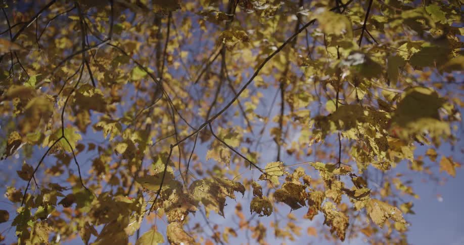 A lowangle shot looking up through the canopy of a tree in autumn with the sunlit leaves turning goldenyellow against a clear blue skythe branches and leaves gently moving in the breeze fill the frame and create a warm dappled effect