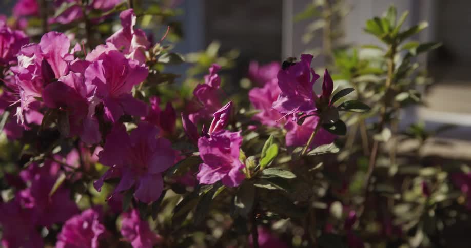 A close view of bright pink azalea flowers blooming on a bush in direct sunlight with a blurred background
