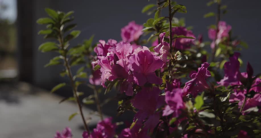 Pink flowers lit by sunlight on a garden shrub