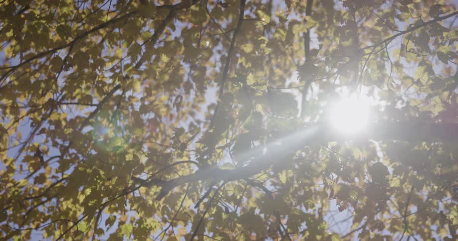 Sunlight shines through tree branches with leaves in fall colors