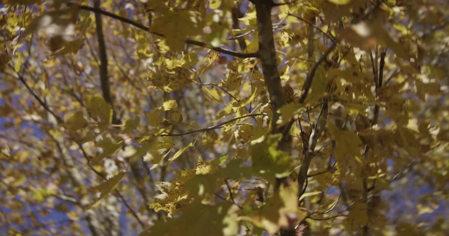 Autumn foliage in yellow and orange tones covers branches under clear blue sky