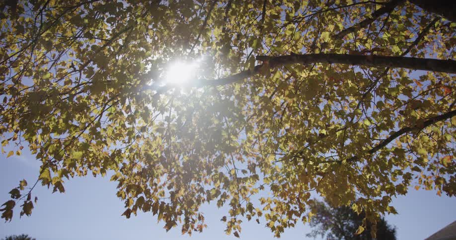 The sun shines through the yellow leaves