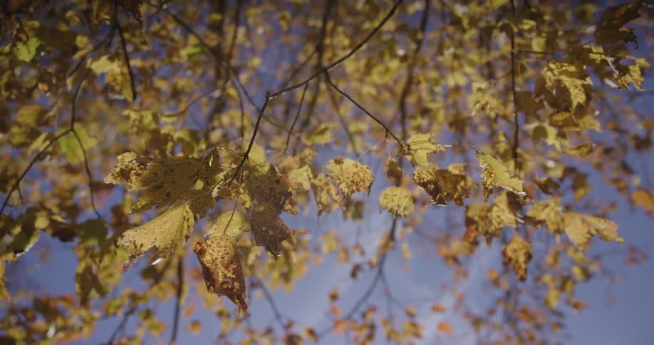 Yellow and brown leaves on tree branches against clear blue sky