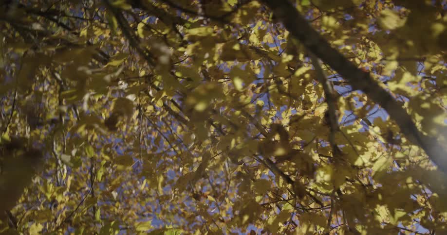 The tree is full of yellow leaves