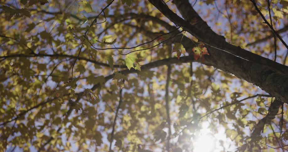 Yellow leaves with red and green tones lit by sunlight between branches with blue sky in the background