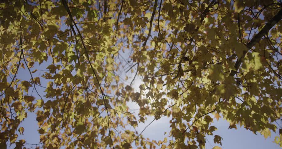 Sunlight shines on a neighborhood tree with yellow leaves in fall colors
