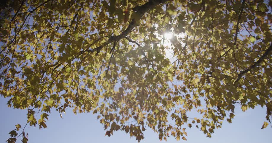 The sun glares through the tree branches