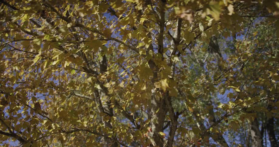 Yellow tree foliage on a sunny day