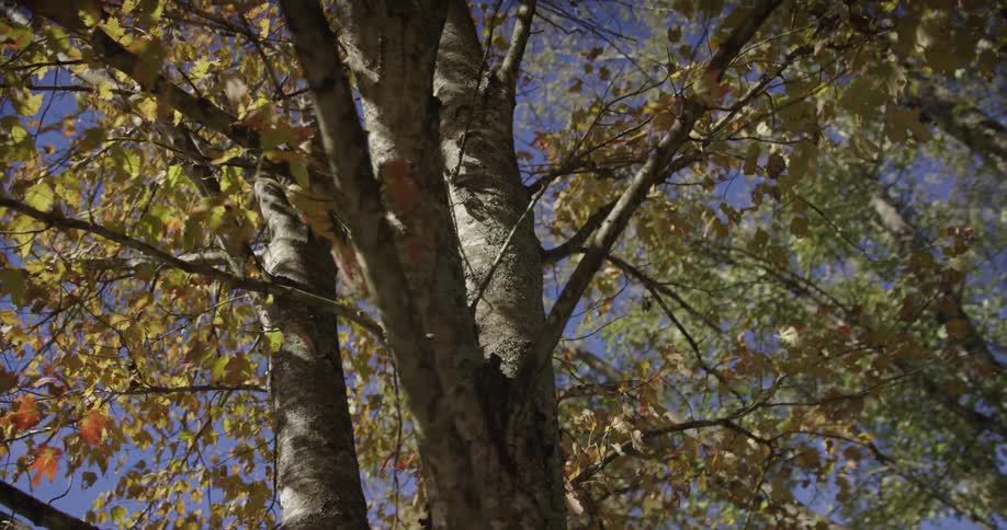 Tree trunks and branches with yellow orange and red autumn leaves under clear blue sky