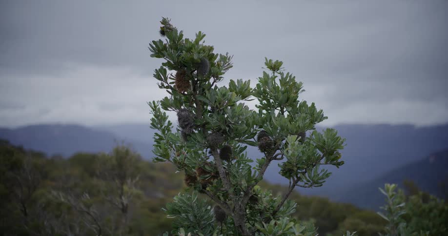 A green bush featuring rough conelike seed pods sways in the wind set against a softfocus background of distant blue mountains and a gray overcast sky