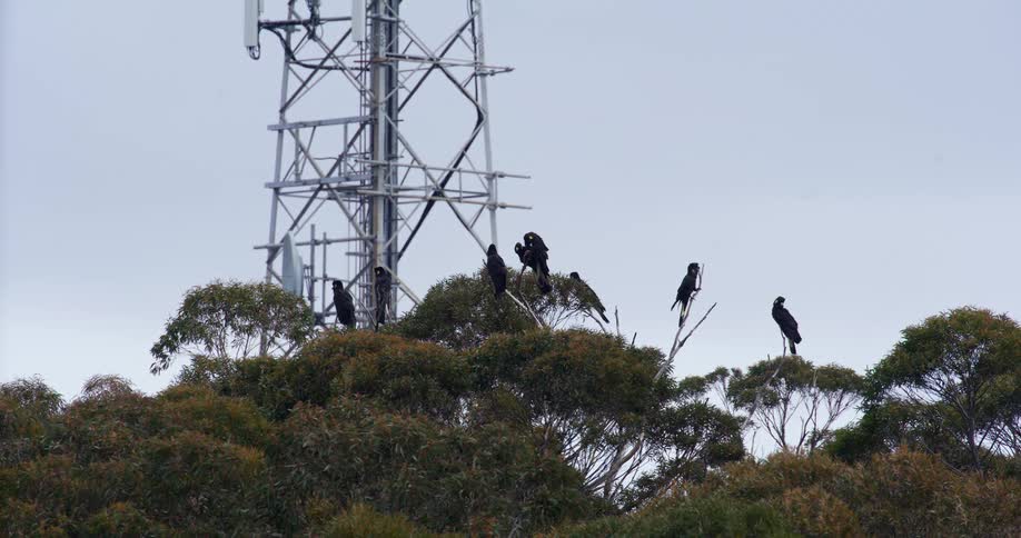 A flock of black birds perched on tree branches outdoors during daytime