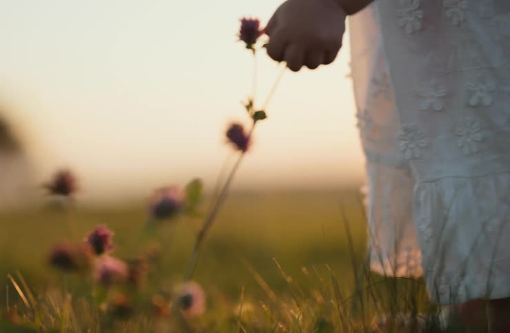 A childs hand picking a flower from a plant in a field