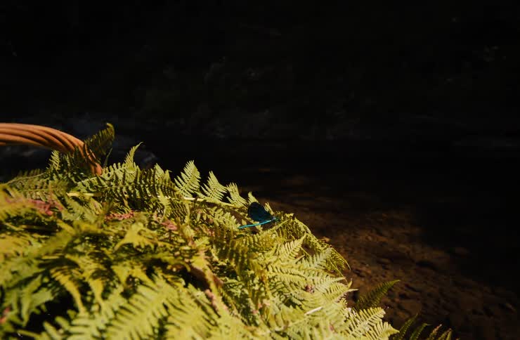 A dragonfly sitting outdoors on some leaves