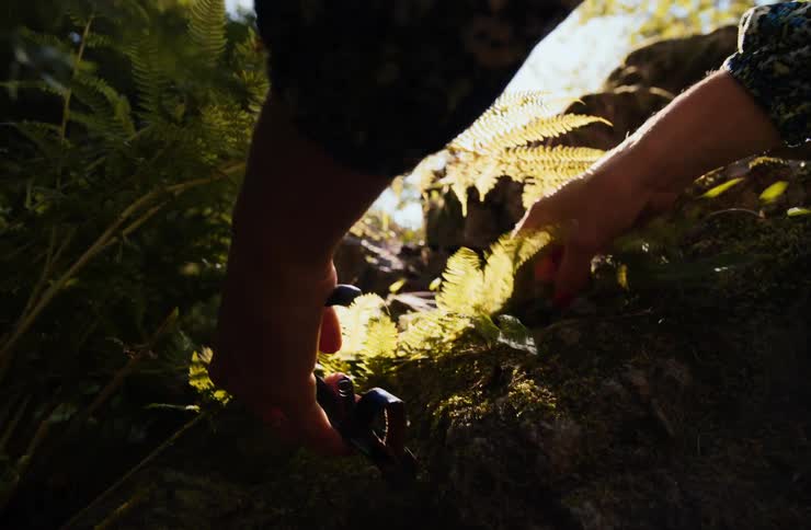 Woman using scissors to cut ferns in the woods