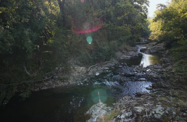 A rocky stream flows through a dense forest with sunlight creating colorful lens flares