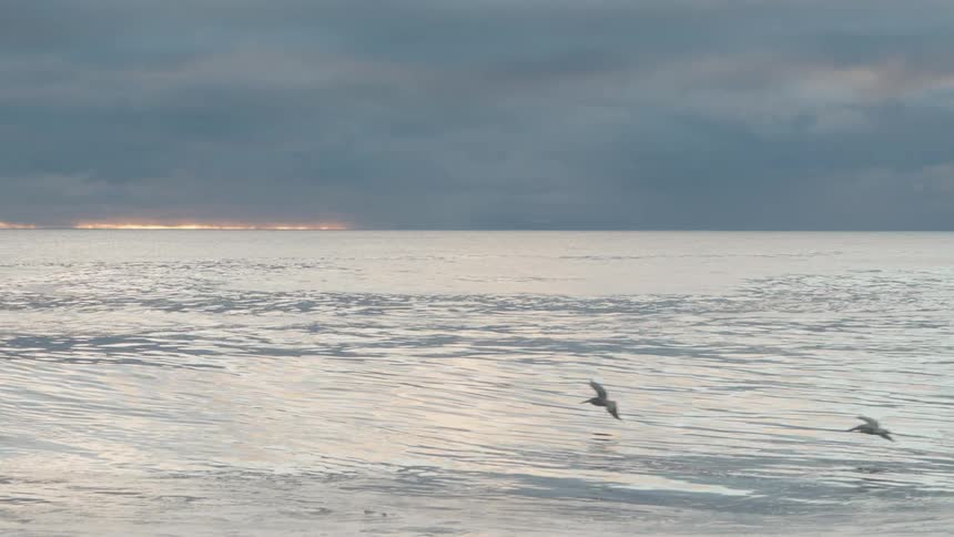 The videos feature a dramatic stormy ocean setting under a dark heavily overcast sky one clip shows seabirds flying low over a choppy sea surface while the other captures a large dark wave breaking into white foam on the shore