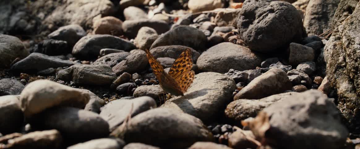 The butterfly stands on the rocks