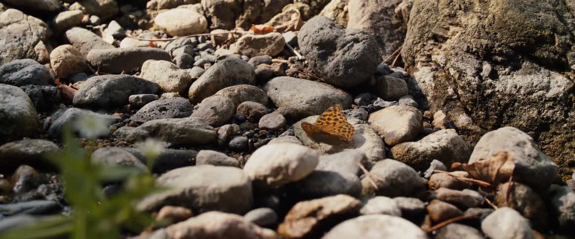 A butterfly flaps its wings while perched on a rock in an area filled with small rocks at midday