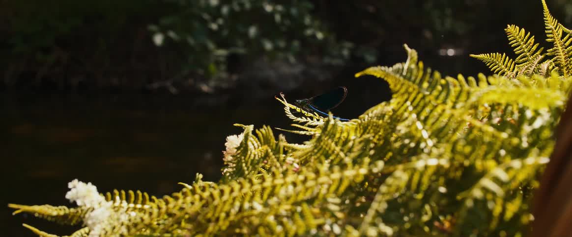 Sunlight shines on ferns in the woods as a dragonfly sits on the plants and flies away