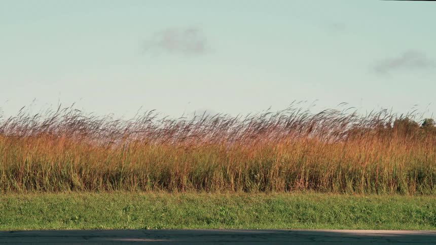 The cyclist passes by the tall grass