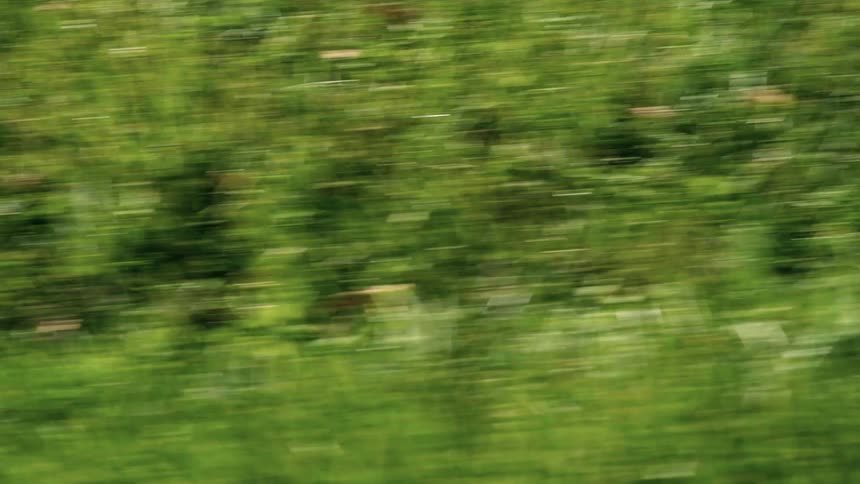 The roadside is filled with grasses and green vegetation at midday