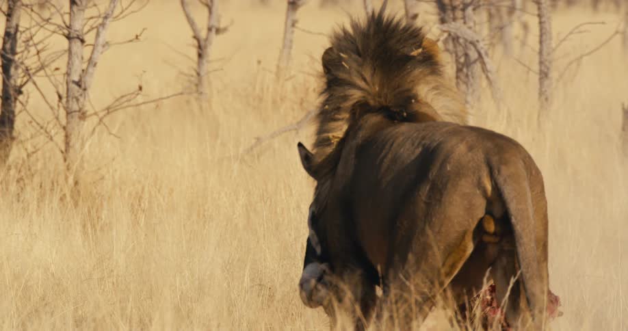 A lion drags the head of a dead antelope from its hunt across the dry grassland in the safari on a sunny day