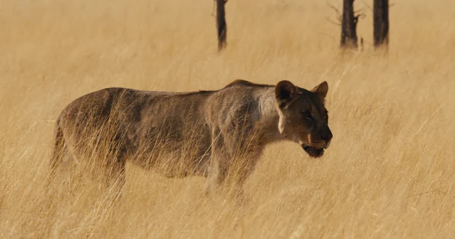 An emaciated lioness walks slowly through the tall dry grass of the savanna