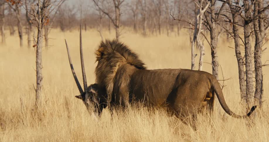 Lion walking and carrying the head of a dead antelope on a savannah outdoors during day time