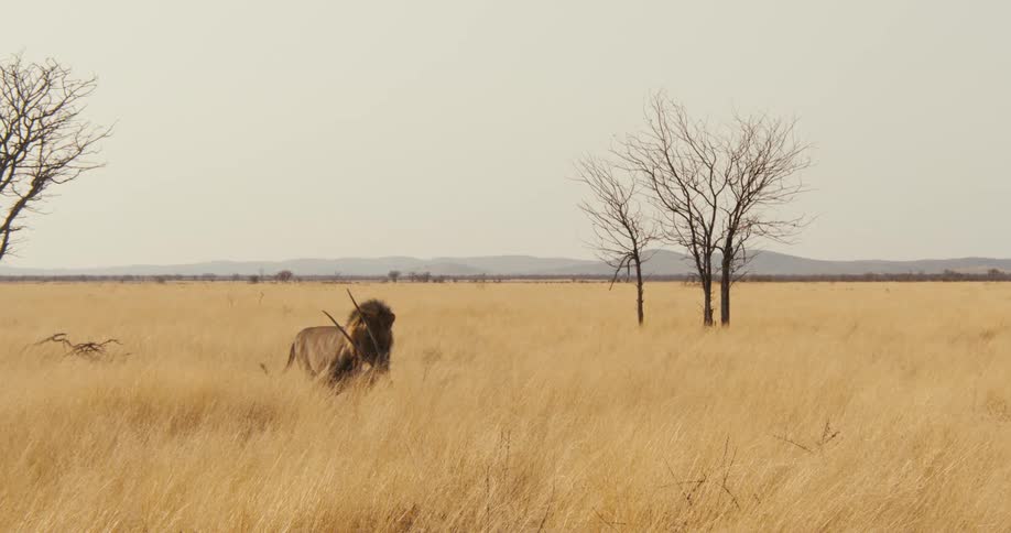 A lion drags the head of a dead antelope from its hunt across the dry grassland in the safari on a sunny day