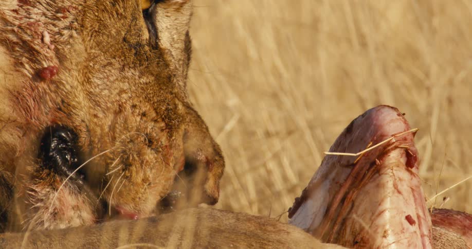 An extreme closeup shot focuses on the head of a male lion showing deep concentration and blood marks on his face as he fiercely tears and consumes meat from a large carcass lying on the dry goldenbrown savanna grass