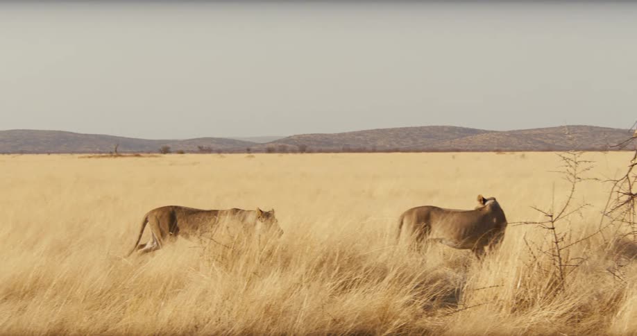 Lioness walks through the savanna among dry branches and golden grasses