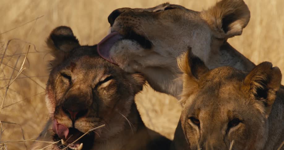 Lionesses groom each other while in the savanna during the daytime