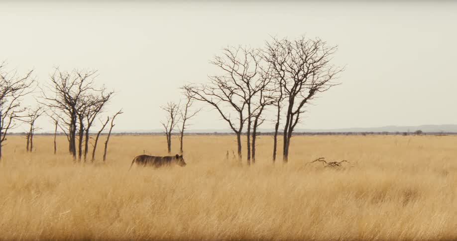 The lion walks past the field of yellow grass