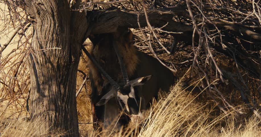 A lion carrying a prey carcass while standing under a tree in the savanna during daytime