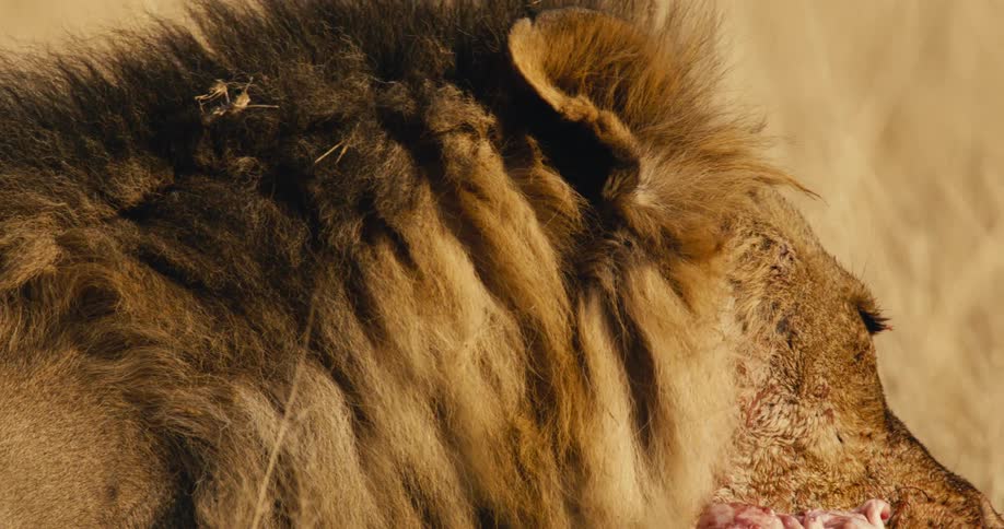 The lion is chewing on some meat