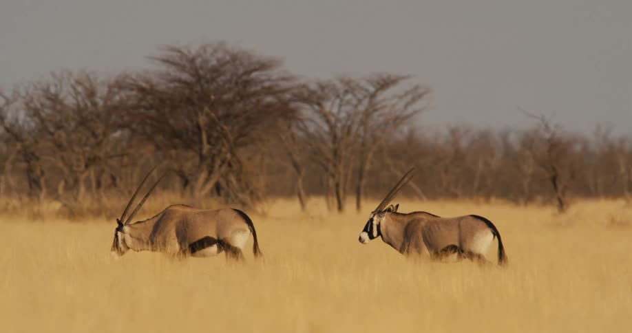 Antelopes walking through a grass field in a savanna during daytime