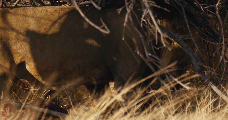 Lion and lioness under dry branches