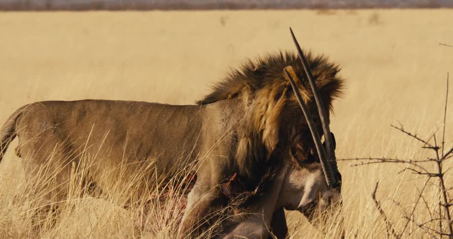 The video shows a male lion with a large mane feeding on the carcass of an animal which appears to be an oryx or similar antelope recognizable by its long horns the lion is partially obscured by tall dry grass and is pulling at the carcass which is b
