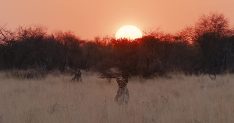 A lioness sitting on a grass field in a savanna at sunset