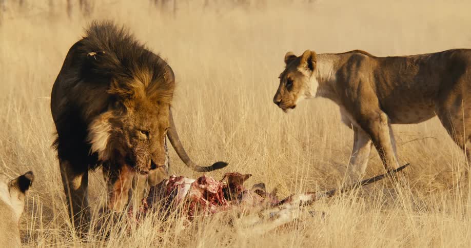 Lions feeding on a carcass in the dry savanna