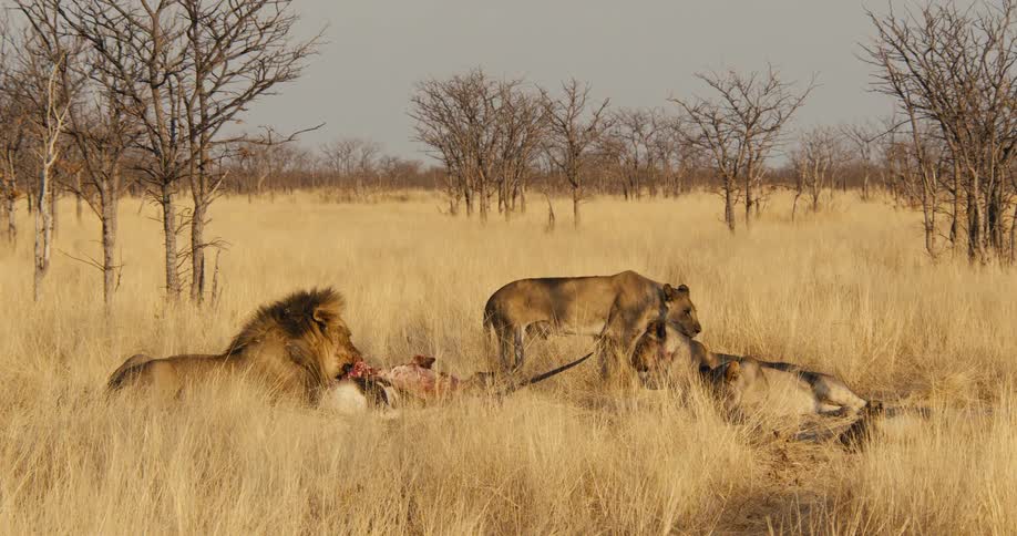 Group of lions gathered around a carcass in the savanna
