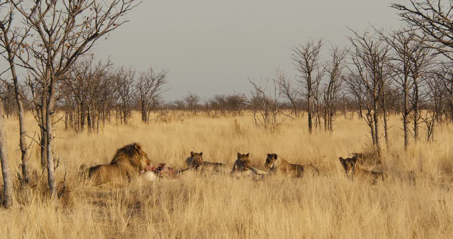 Group of lions gathered in the savanna with a carcass in the center among tall grass