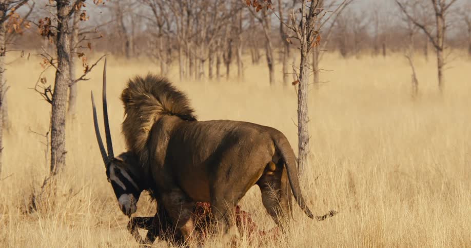 A lion dragging prey carcass while walking through a grass field in the savanna during daytime