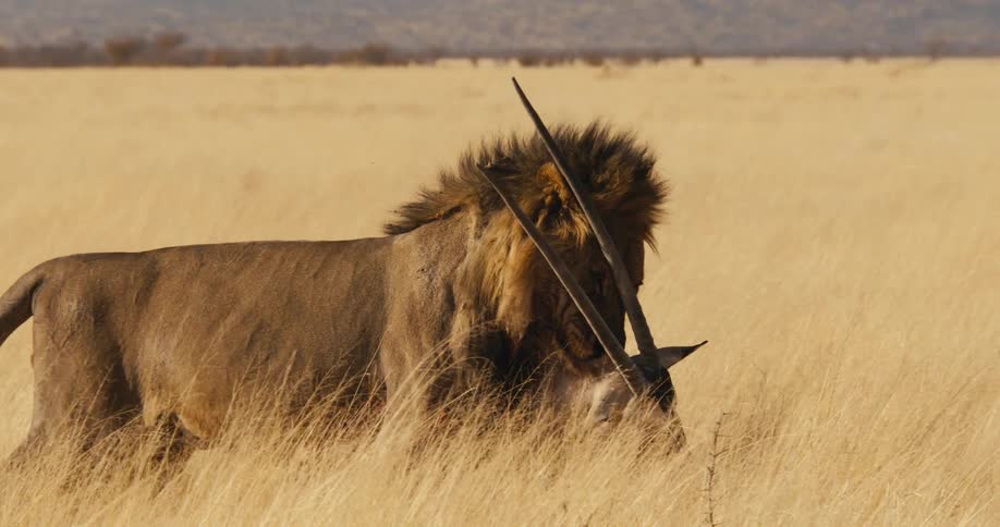 A lion walks through the savanna on a sunny day dragging a dead antelope across the dry brown grass